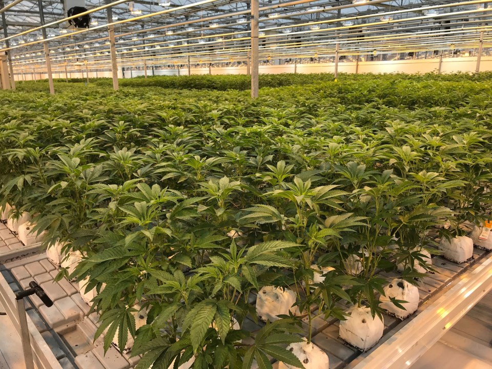 pure sunfarms cannabis greenhouse delta, bc delta optimist photo