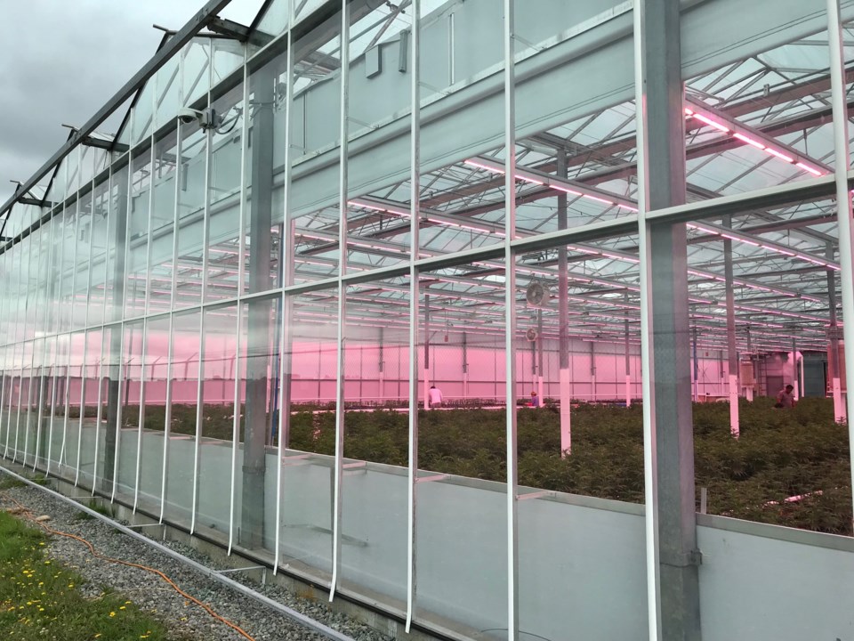 rubicon greenhouse 2