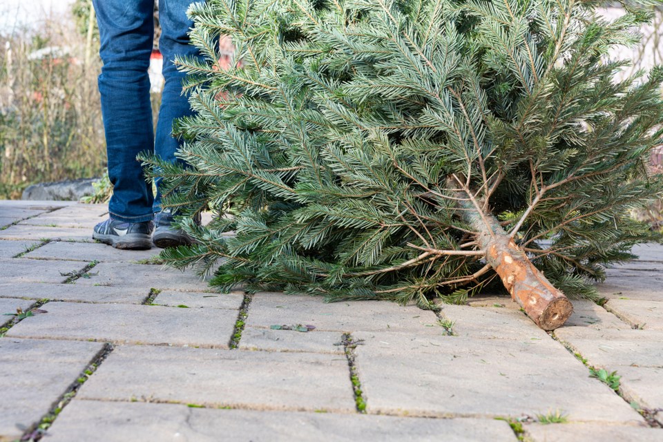 Christmas tree recycling