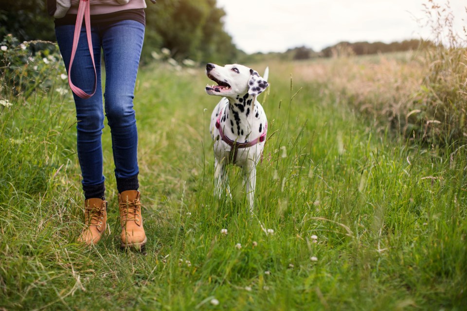 walking with a dog