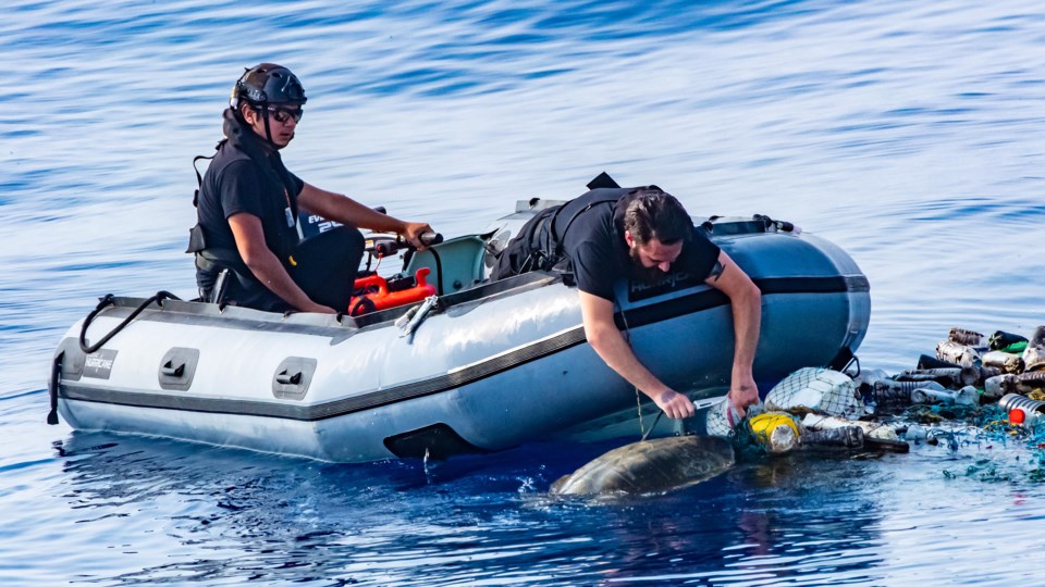 Sea turtle saved