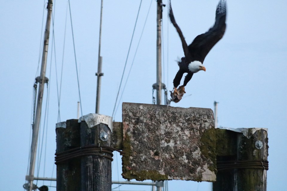 Bald eagle