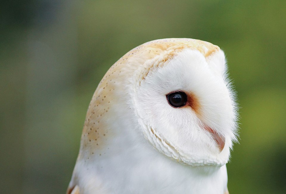 barn owls in delta, bc