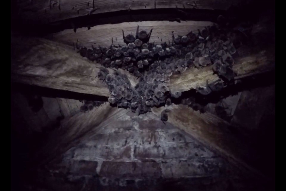 A large bat colony is located inside Delta’s historic Burr family home.