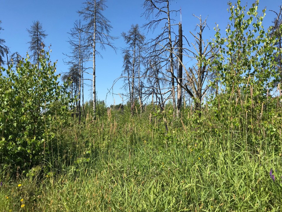 burns bog, delta, bc