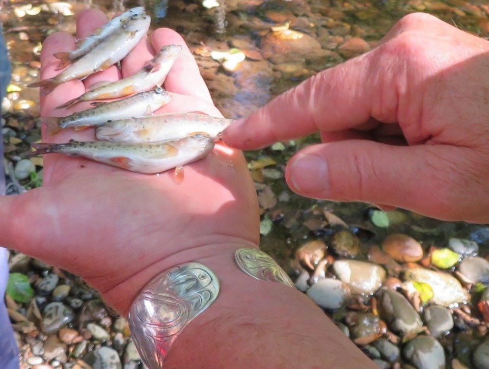 Cougar Creek fish kill