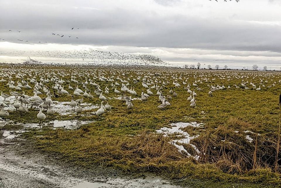 cover crop article submitted