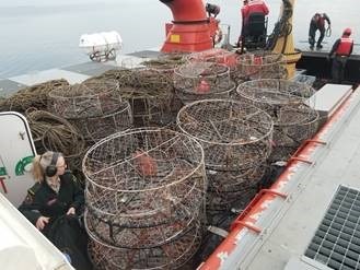 Illegal crab fishing