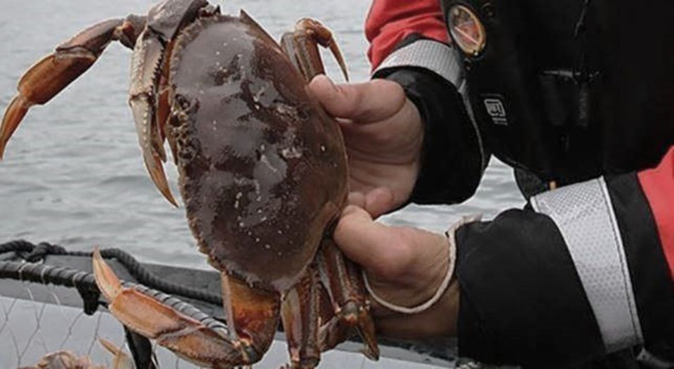 illegal crabbing - DFO photo