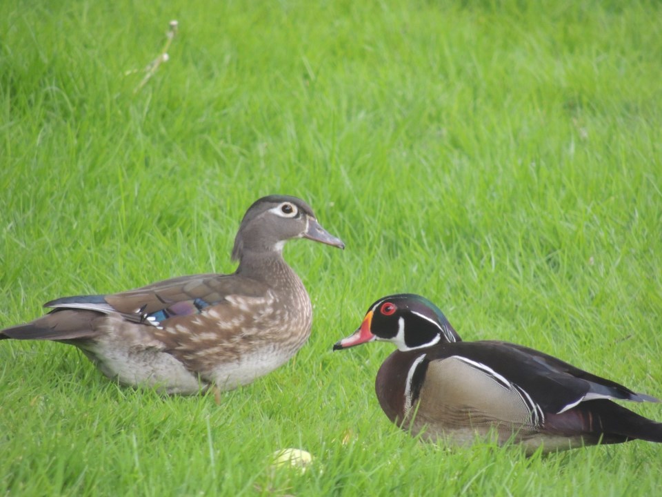 Nature Notes -Val's wood ducks