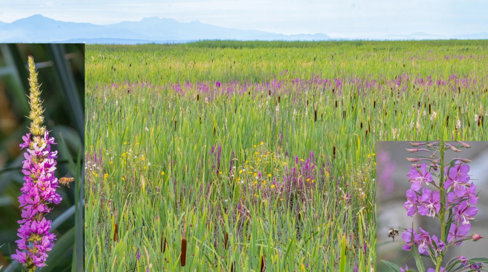 Nature notes delta marshland