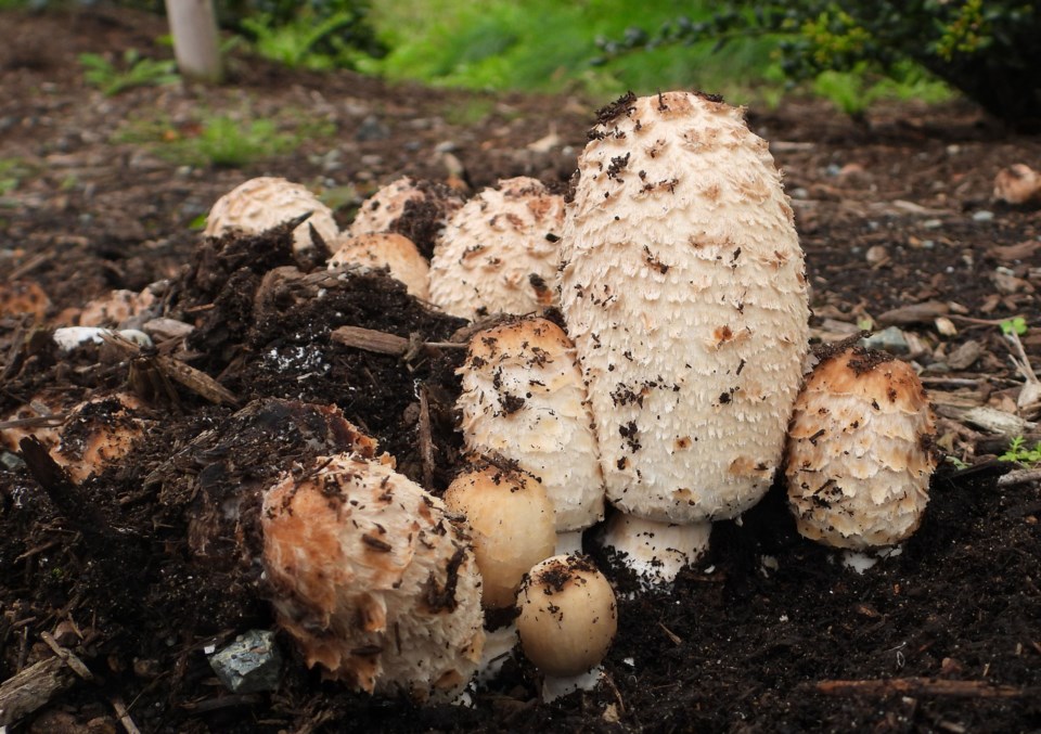 Nature Notes mushrooms
