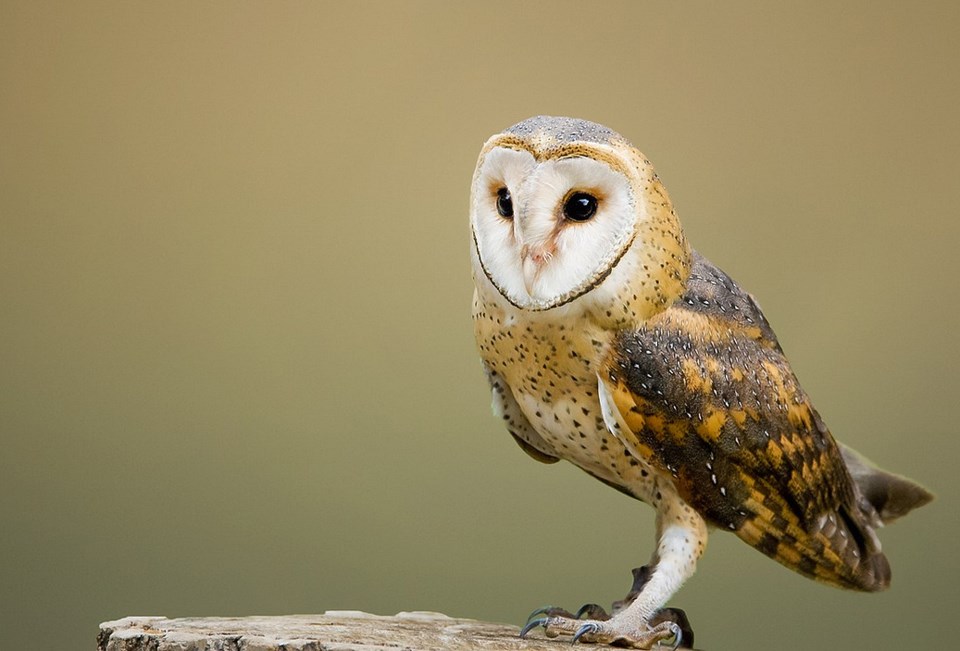 owls in delta, bc