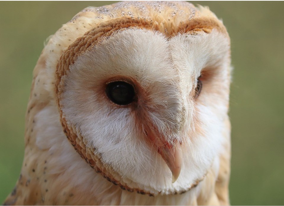 owls-in-delta-bc-canada