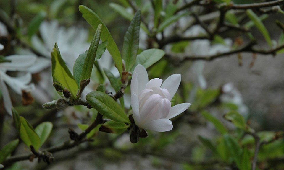 pink-star-magnolia