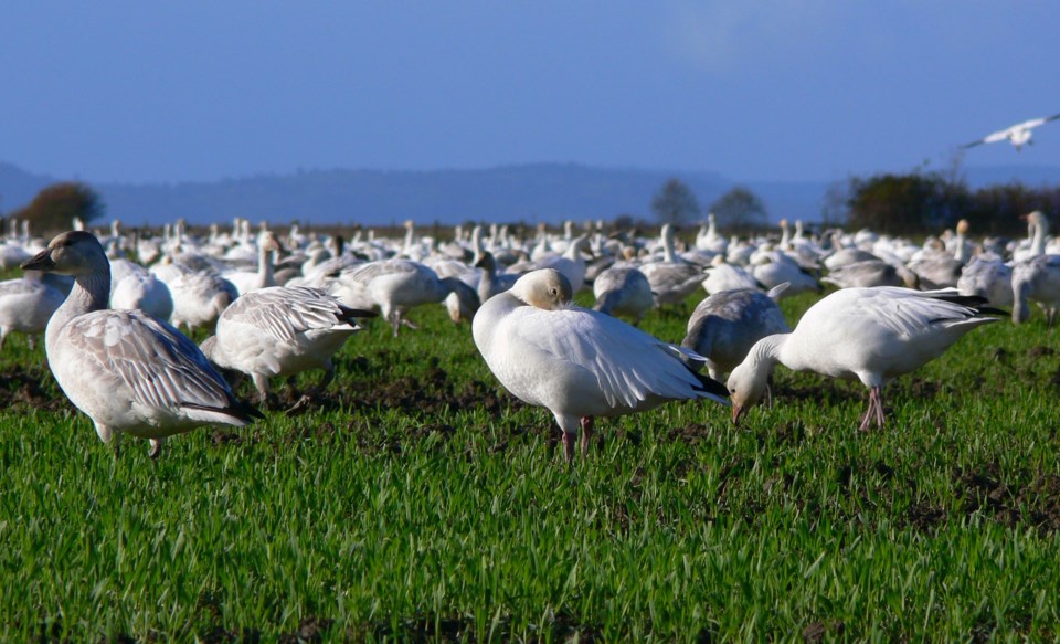 Snow Geese in Delta