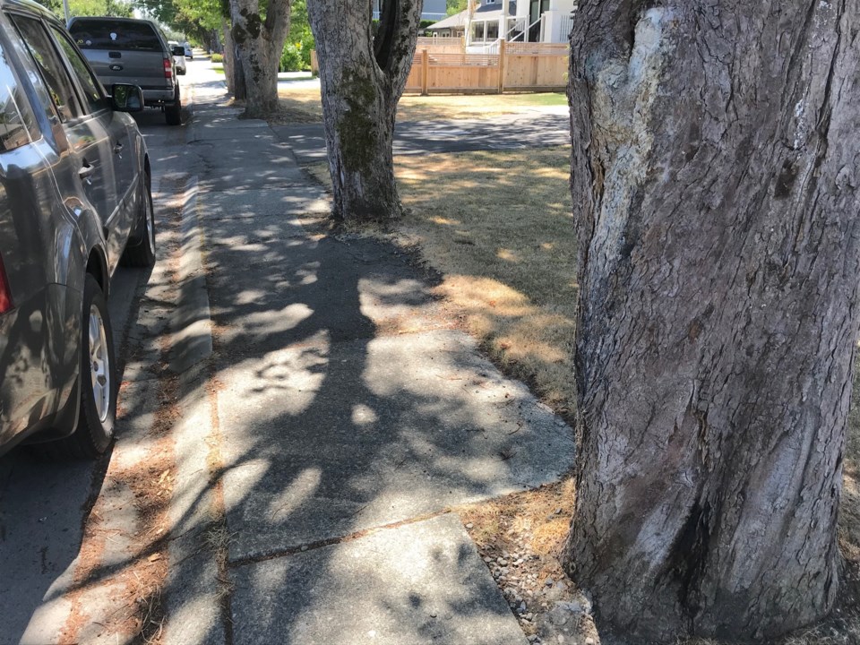 trees damaging ladner driveways