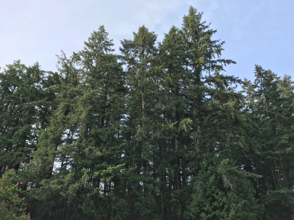 trees in delta, bc