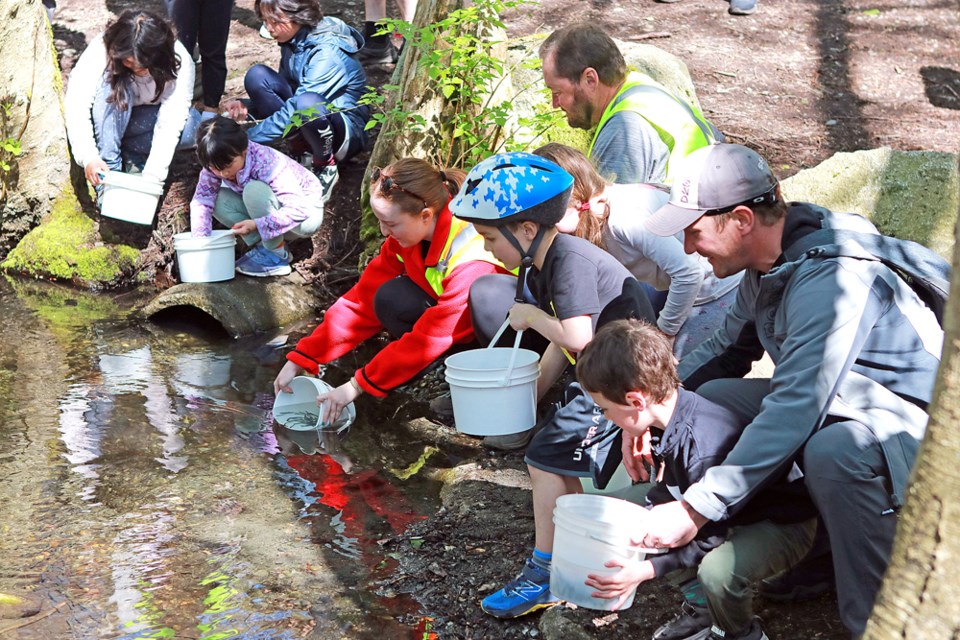 The City of Delta hosted the 19th annual Watershed Fish Release at Watershed Park in North Delta on Saturday, April 13. Participants helped release 25,000 chum salmon fry and learned a little something about nature in their own backyard.