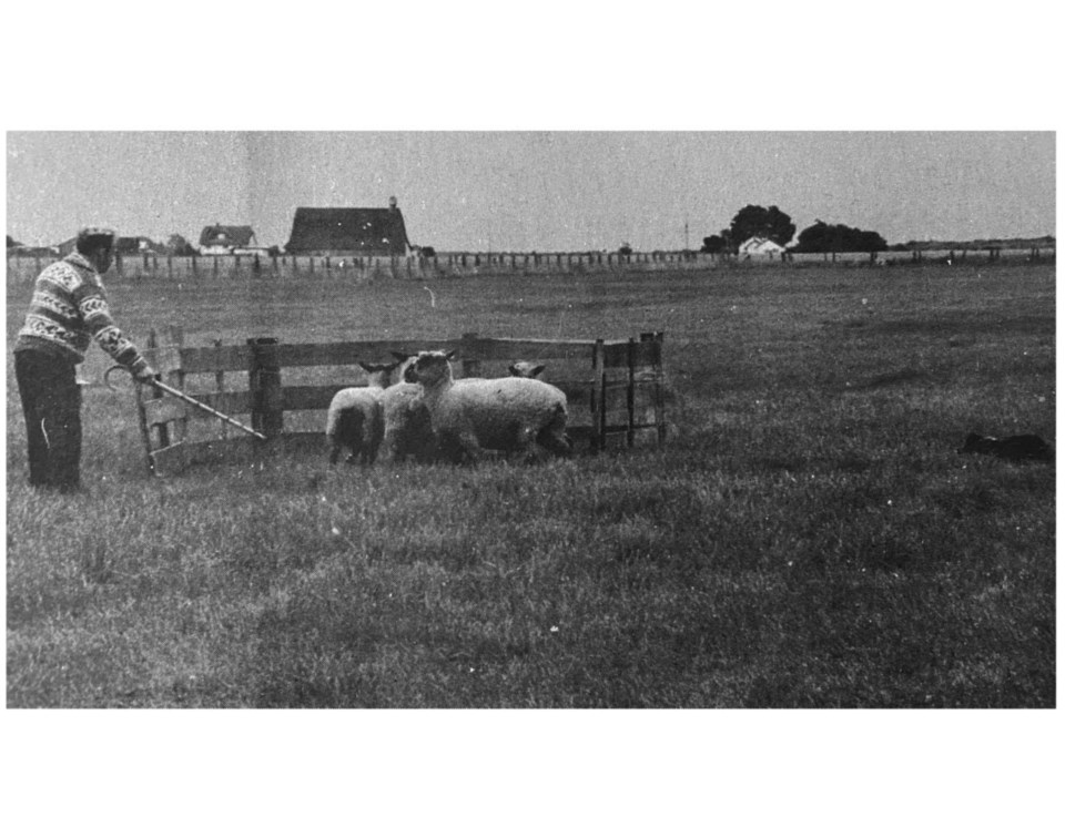 delta-sheep-dog-competition-in-1972