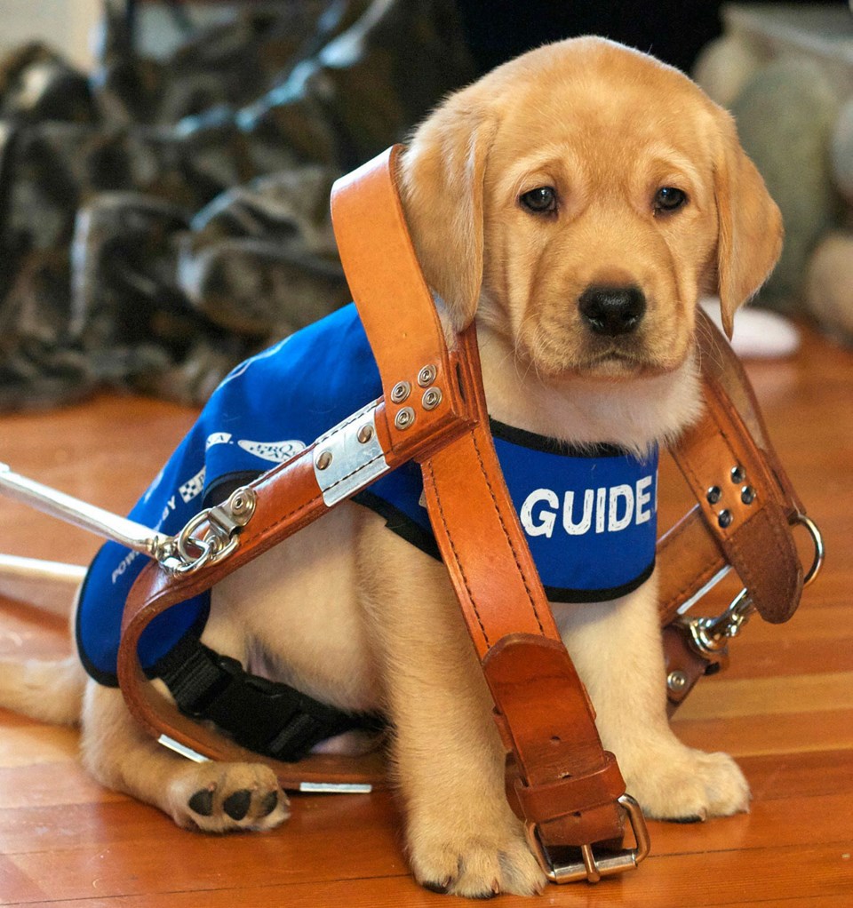 Delta, BC guide dogs