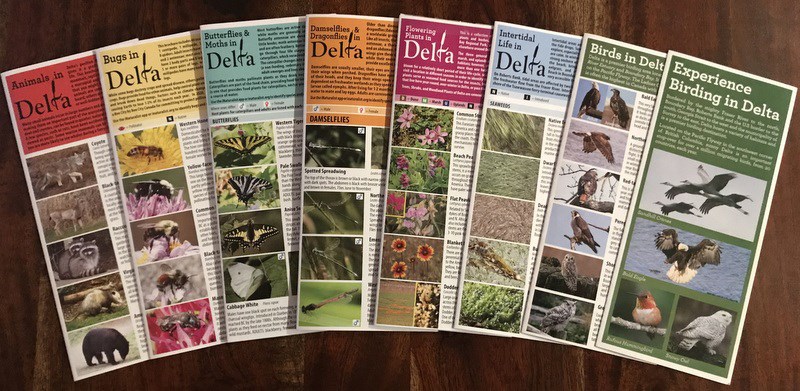 DNS brochures