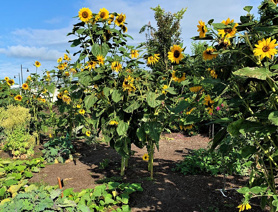 ew sunflower garden
