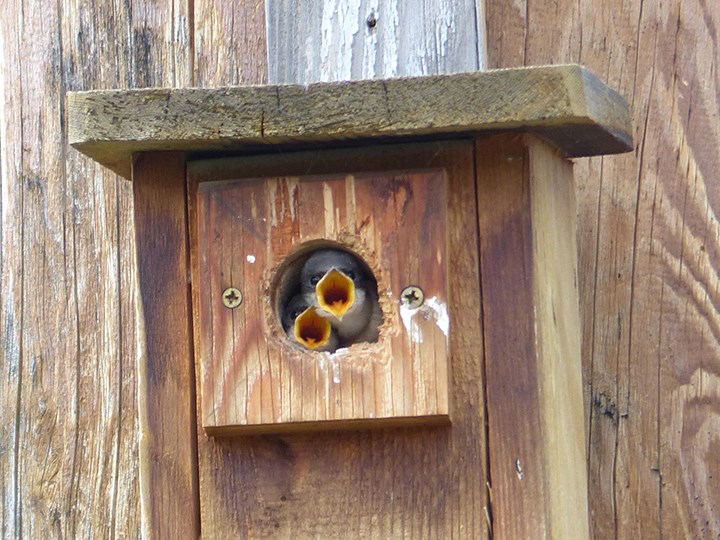 Hungry Tree Swallow Family