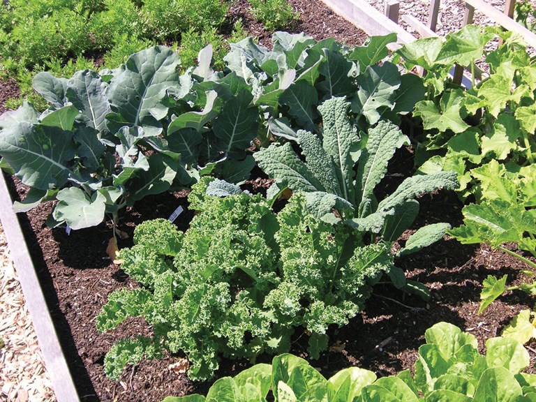 Kristin Crouch veggie garden blog