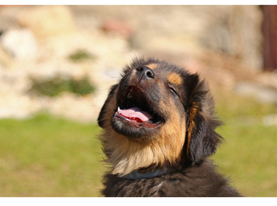 off-leash-dog-park-enhancements-delta