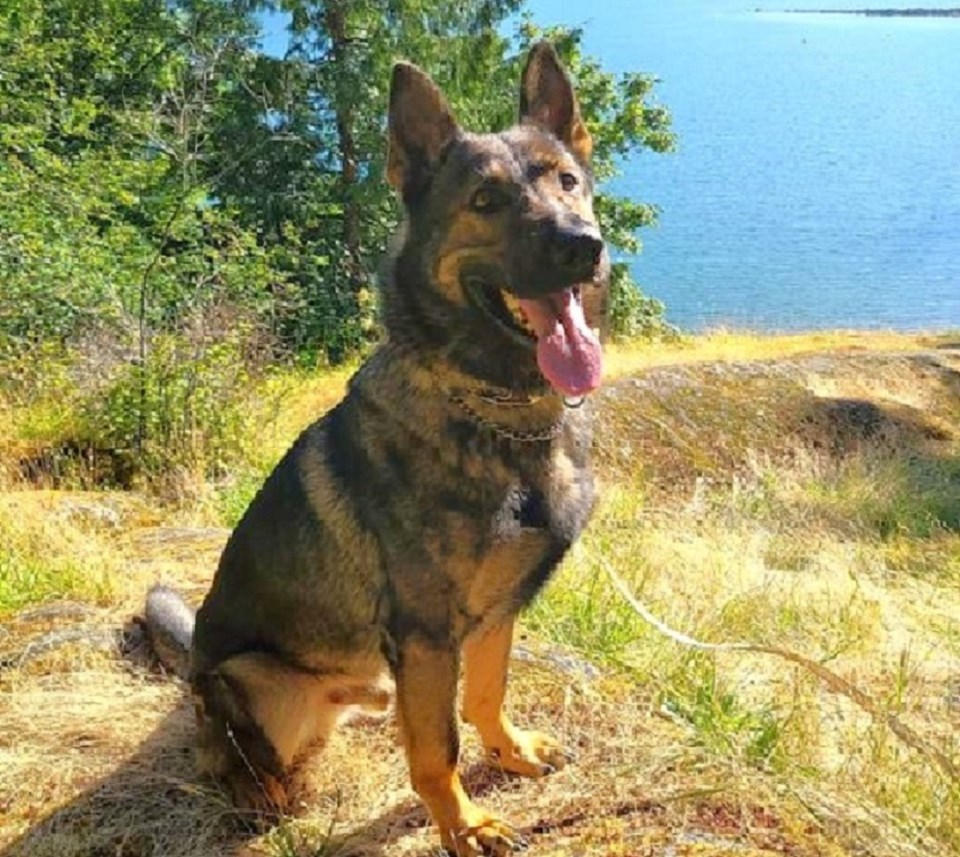 police-service-dog-lotto