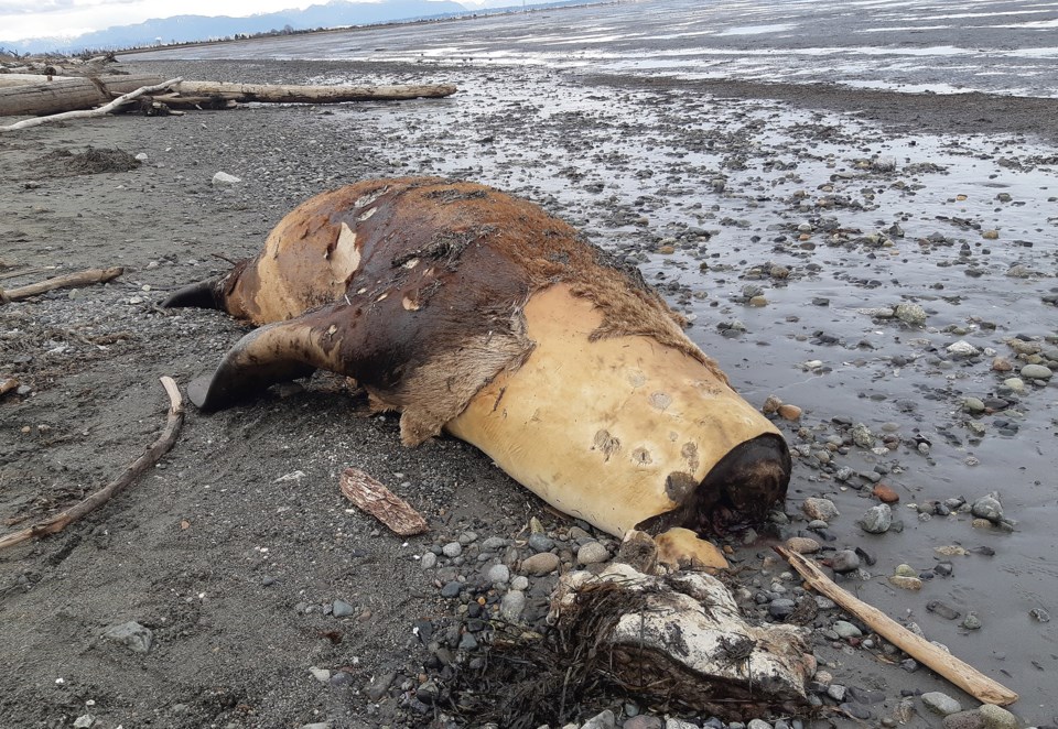 dead decapitated sea lion at boundary bay