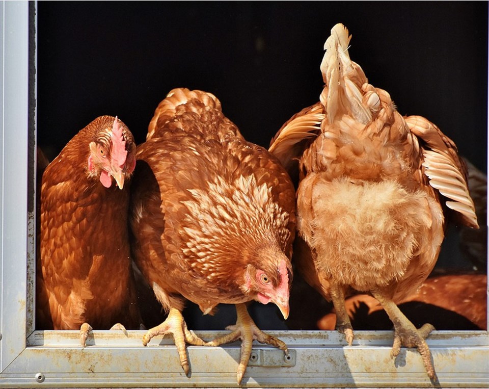 backyard chickens in the city of delta, bc