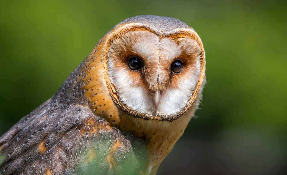 barn owls in delta, bc canada