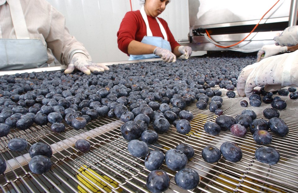 bc blueberries - bc blueberry council pic