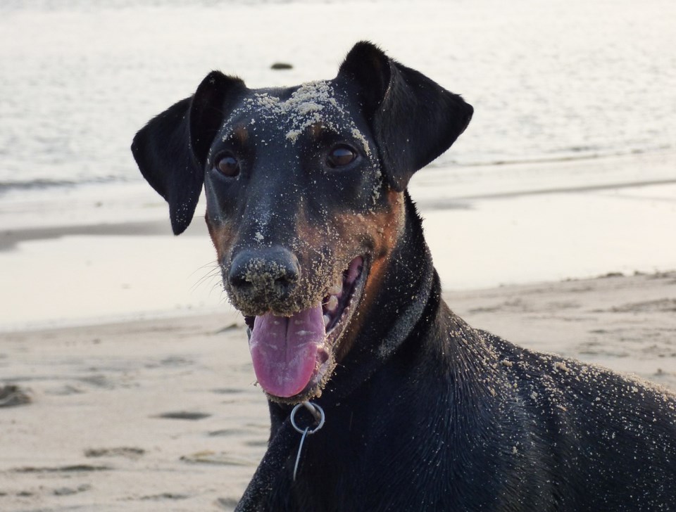 off-leash dogs boundary bay