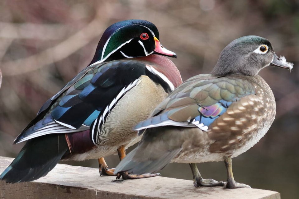 Terry Carr Photo 
Male and female Wood Ducks 