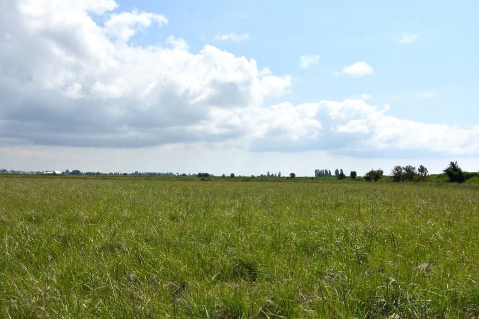 web1_grassland-set-aside---june-2023-nature-note