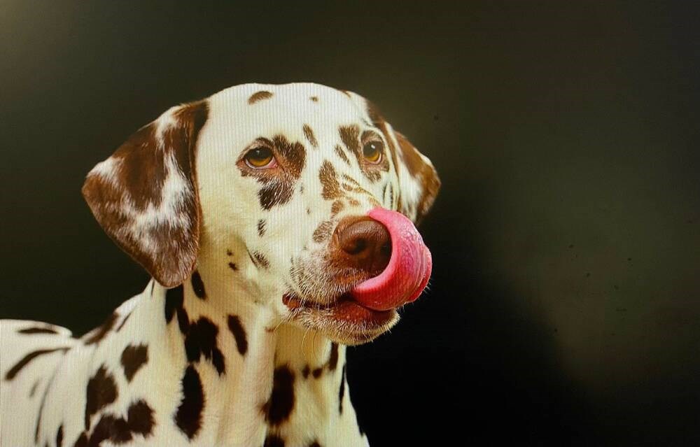 Delta, BC comes up with pets in facilities policy