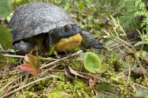 Turtle power: Environmental advocates raise alarm over proposed quarry expansion