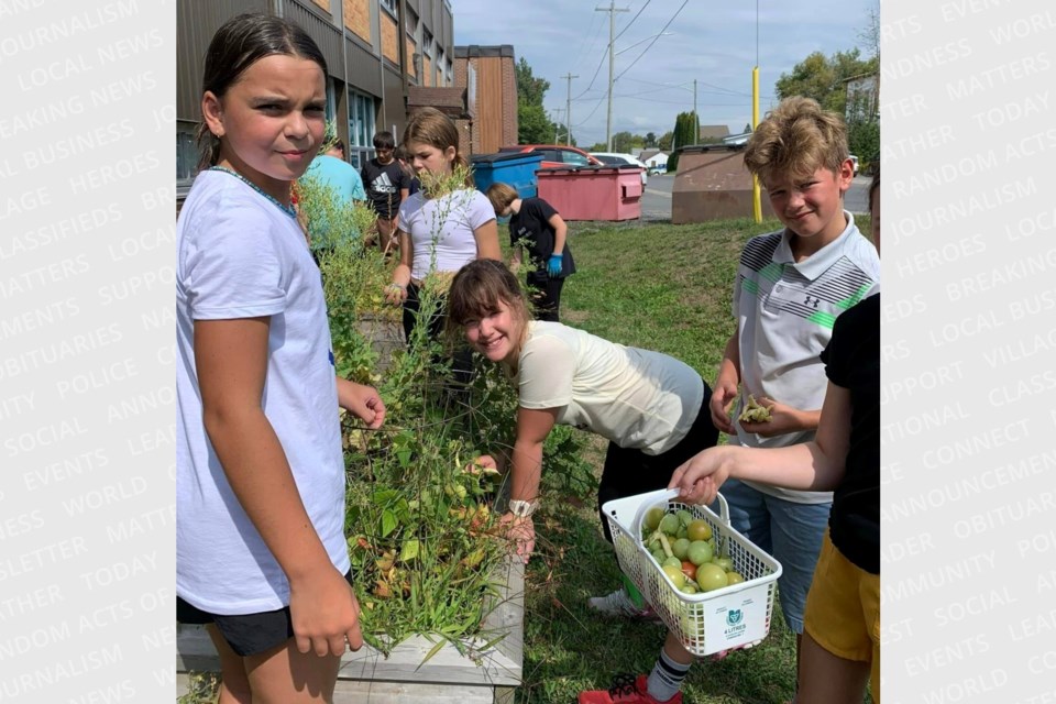 Students at Blind River's Ecole Saint-Joseph returned to school to harvest vegetables grown over the summer.
