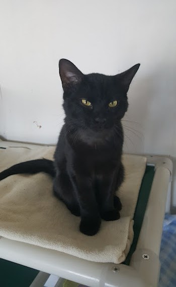 Adopt Me: Baby has extra toes (adopted) - Elliot Lake News