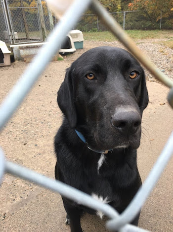 Black shop lab coonhound