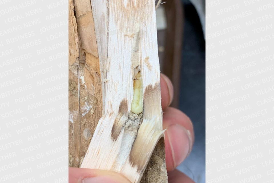 The Emerald Ash Borer Beetle destroys ash trees by eating it's way into their trunk.