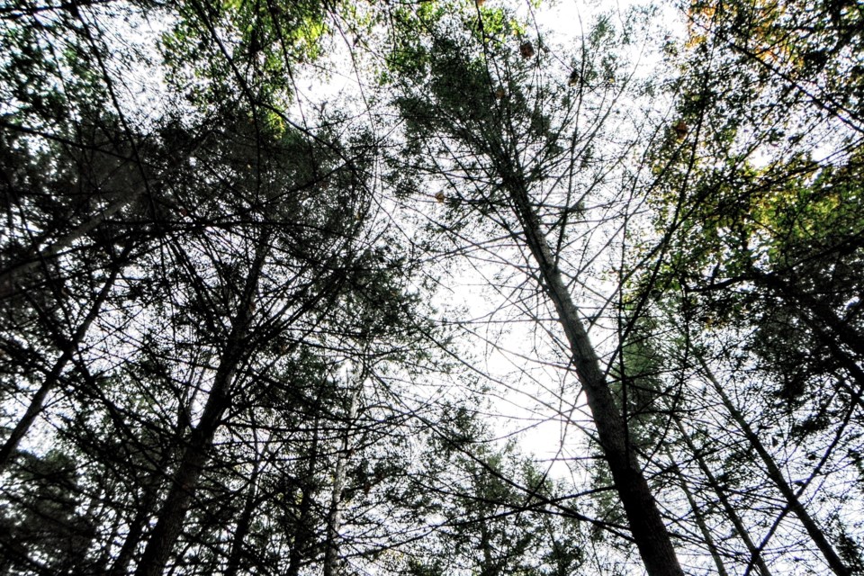 The hemlock canopy has declined after the Adelgid attack in New York State.