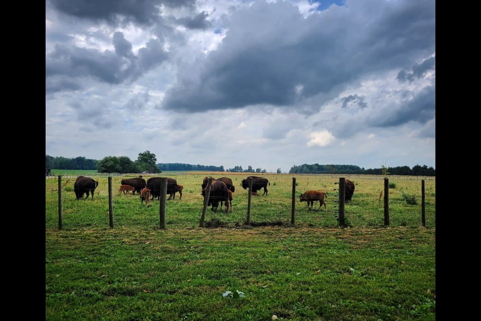 Grazing at Black Powder Bison Co. in Elora. 