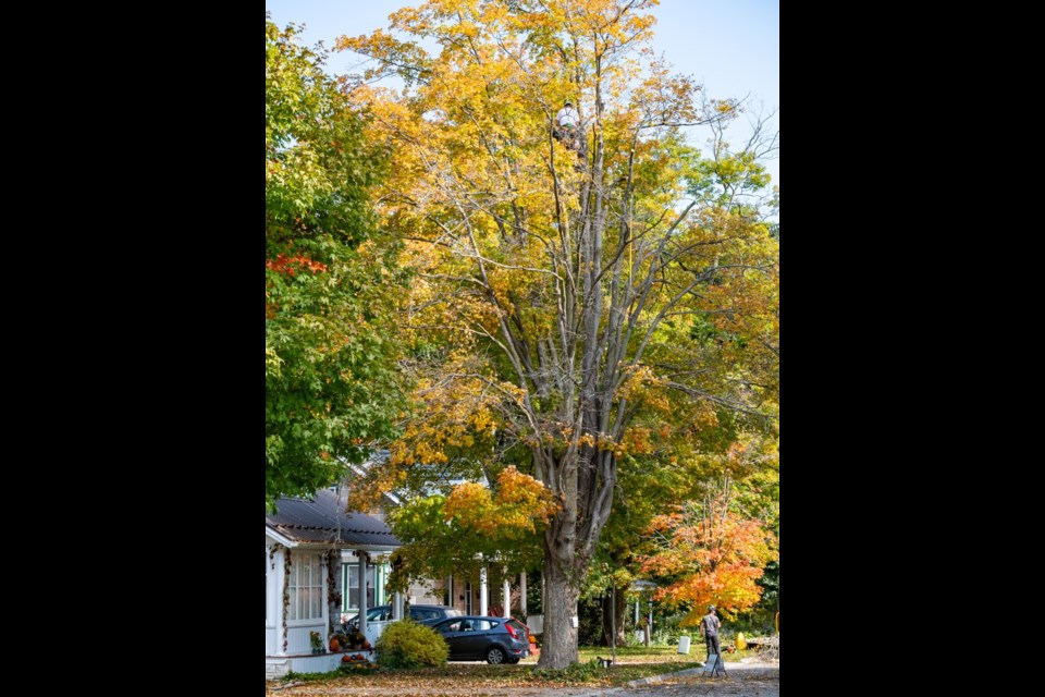 The legacy maple tree on Garafraxa Street was set to be removed but is now under the stewardship of Tree Trust CW. 