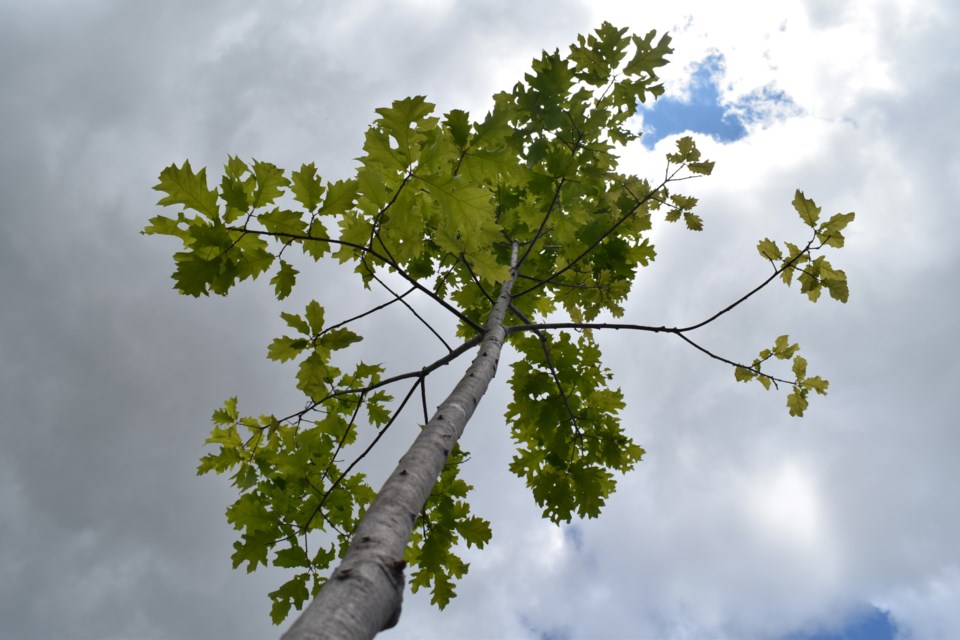 This seven-year-old red oak was the 3 millionth planted by the county's Green Legacy Programme. It can be found at the side of the Wellington County Museum and Archives.