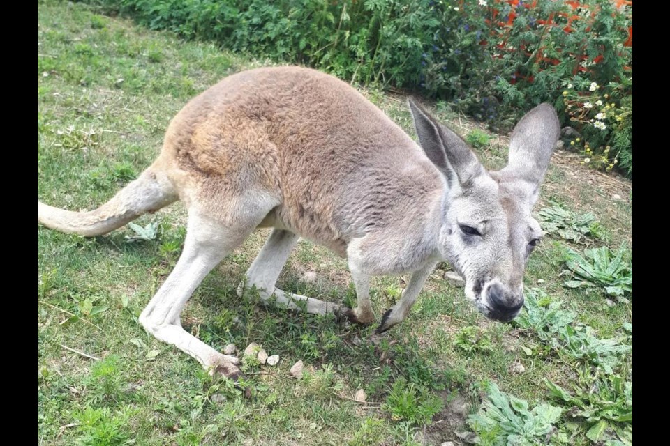 One of Lance Henderson's kangaroos at his property outside Belwood.