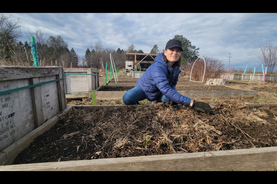 Caroline Prochazka tends to a plot with some garlic planted in the fall. 